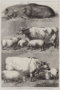 Præmiekvæg ved Smithfield Club Cattle Show